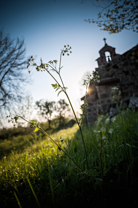 Fleurs devant la chapelle de Montbonnet au lever du soleil.