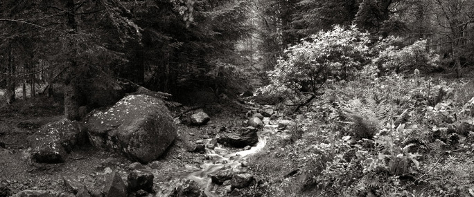 Rivière en sous-bois près du Mont-Dore